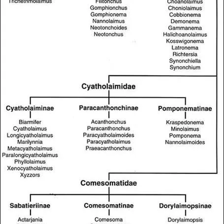 thumbnail for publication: Illustrated Key to the Genera of Free-Living Marine Nematodes in the Superfamily Chromadoroides—Exclusive of the Chromadoridae